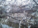 玉串川と桜