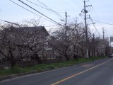 玉串川と桜