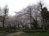 中大江公園