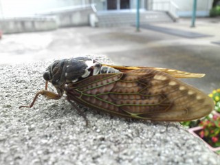 セミ