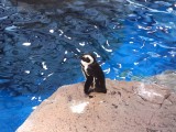 京都水族館