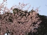 桜 '15