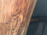 熊蜂の飛行