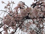 梅と桜とチーズケーキ