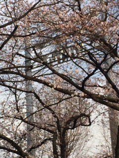 今日も桜ネタですみません…