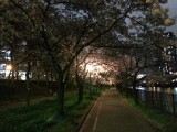 夜桜散策＠飛翔橋付近