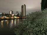 夜桜散策＠飛翔橋付近