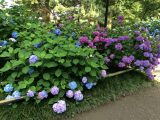 あじさいの奈良県矢田寺