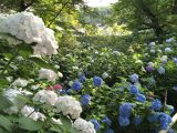 あじさいの奈良県矢田寺