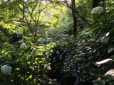 あじさいの奈良県矢田寺