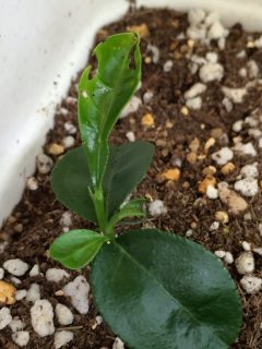 悪い虫がつく…