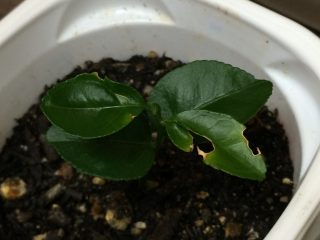 悪い虫がつく…