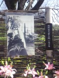 牧野富太郎 生誕 150 年