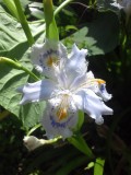 胡蝶花(シャガ)