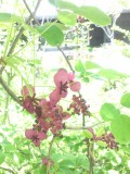 アケビの花