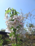 梨の花
