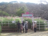 コスモスの迷路 入口