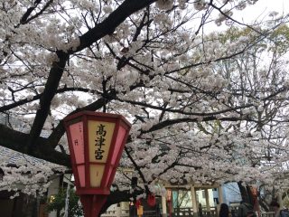 今日はお花見 ~ その 2 ~