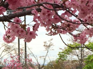 今日はお花見 ~ その 3 ~