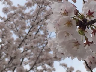 昨年に続きさくら広場
