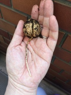 アボカド根を生やすっ !!