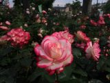 荒牧バラ公園