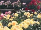 荒牧バラ公園