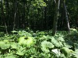 釧路湿原　～北海道 その 14 ～