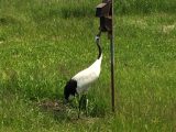 釧路市丹頂鶴自然公園 ~北海道 その 16 ~