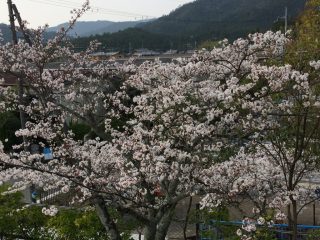 岩倉の桜