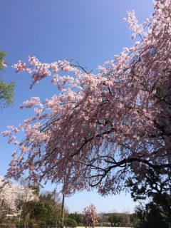 洛西の枝垂桜