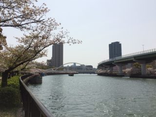 大川の桜