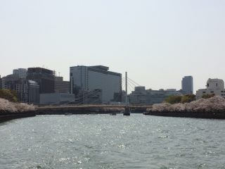 大川の桜