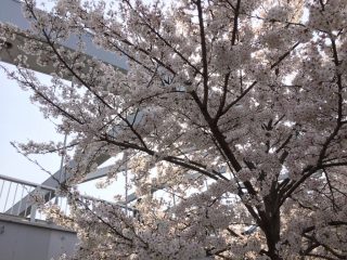 大川の桜