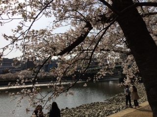 大川の桜