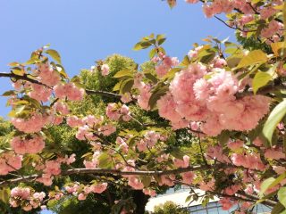 ハードな中のお花見