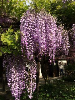 子安地蔵寺の藤