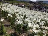 大阪舞洲ゆり園　～その 1 ～