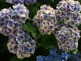 ロッジ舞洲でのあじさい展