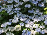 ロッジ舞洲でのあじさい展