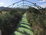 亀岡・夢コスモス園