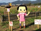 亀岡・夢コスモス園