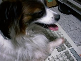 犬と戯れる