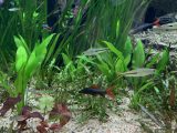 リバーサファリへ　～シンガポール その 10 ～