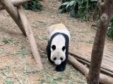 リバーサファリを回る　～シンガポール その 11 ～