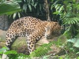 リバーサファリを回る　～シンガポール その 11 ～