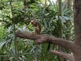 お昼はトルコハムとチーズのサンドイッチ　～シンガポール その 12 ～