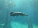 お昼はトルコハムとチーズのサンドイッチ　～シンガポール その 12 ～