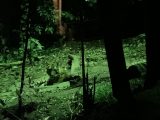 ナイトサファリを歩いて回る ~シンガポール その 27 ~