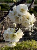 池田市の水月公園